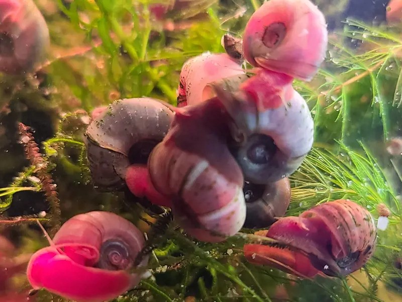 Red Ramshorn Snail