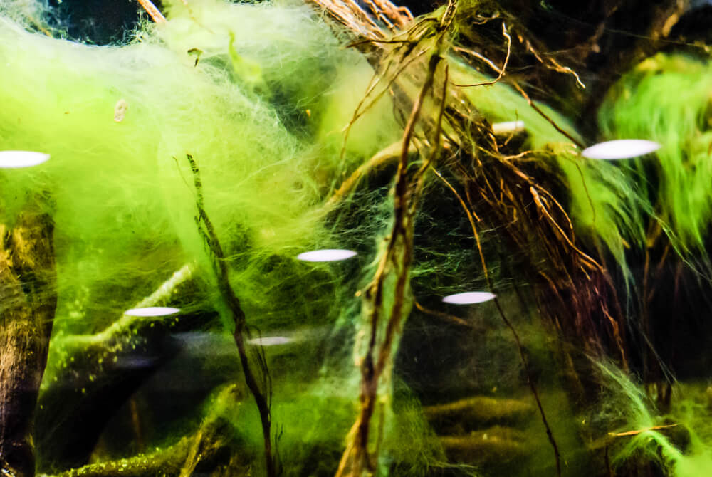 Hair Algae