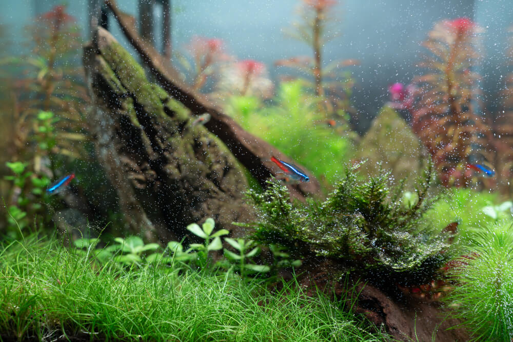 Planted Aquarium