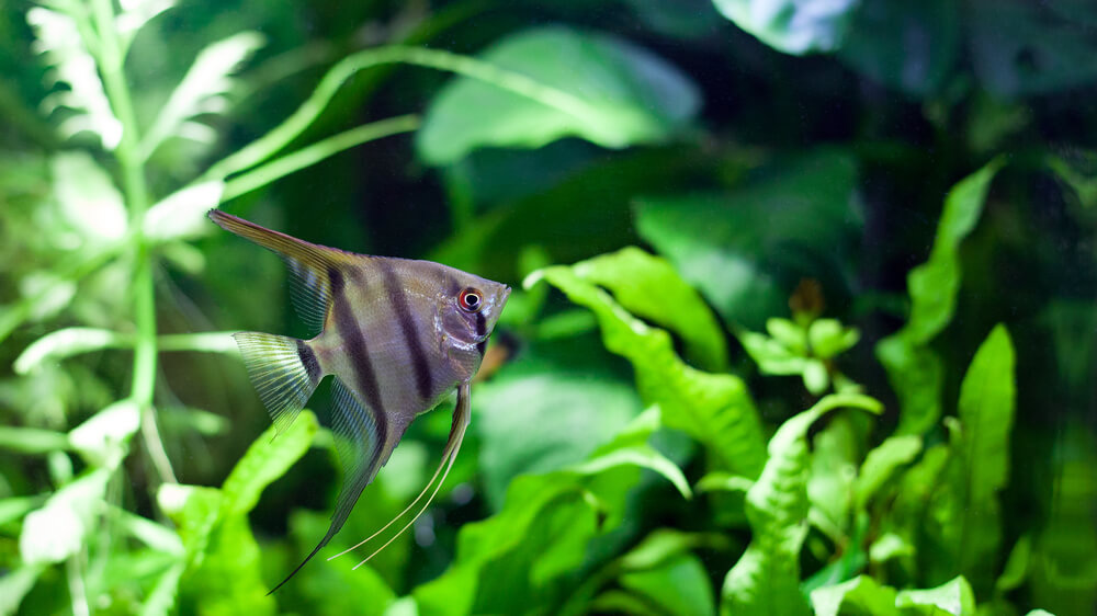 Angelfish