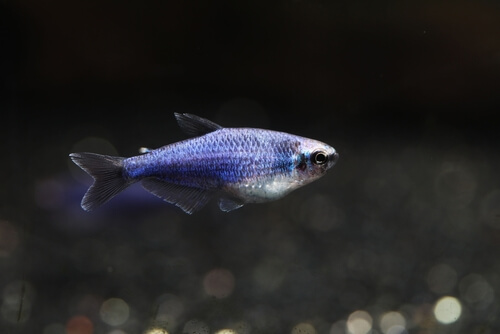 A Blue Emperor Tetra