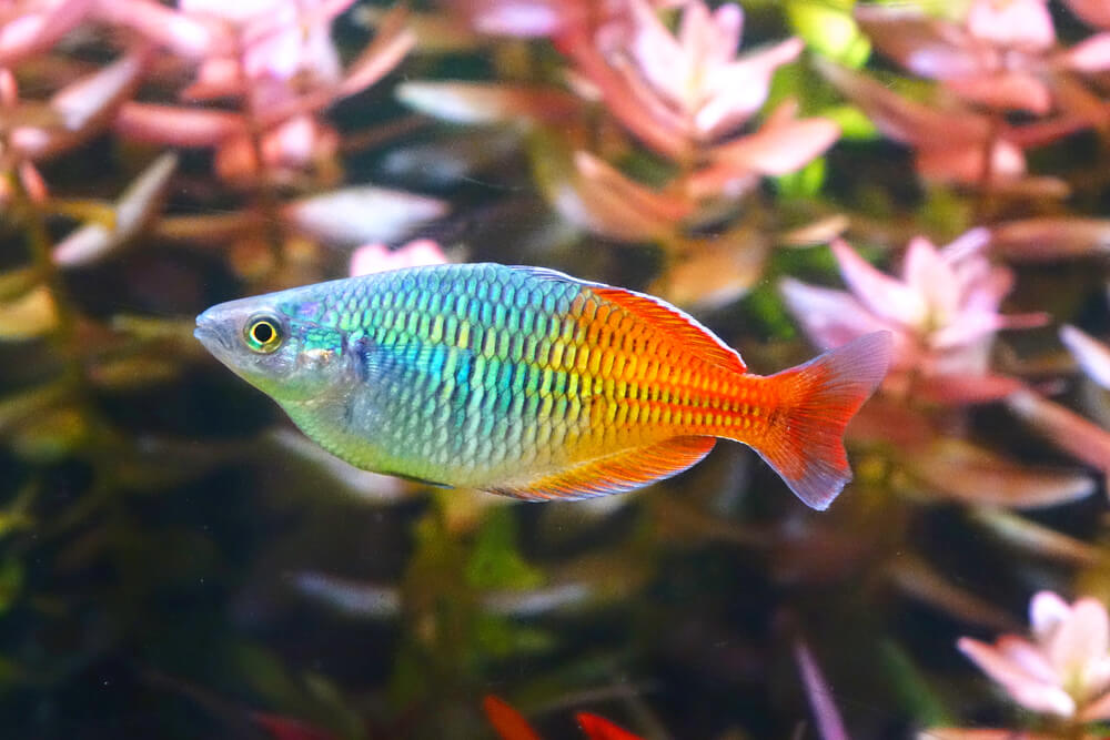 Boesmani Rainbowfish