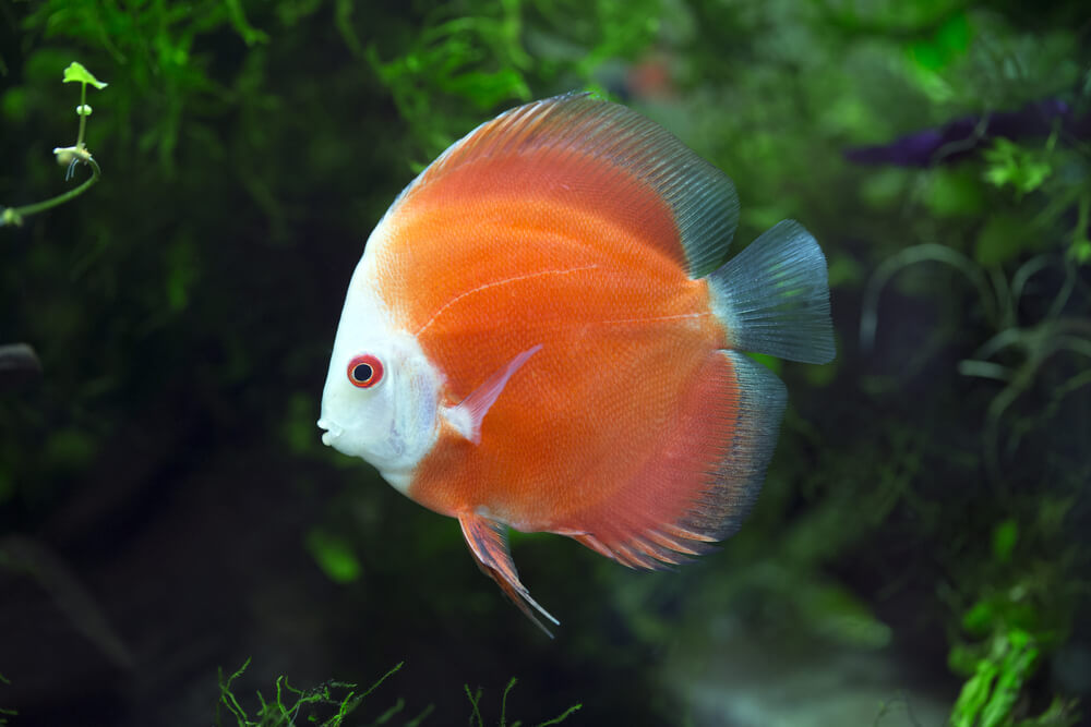 Discus