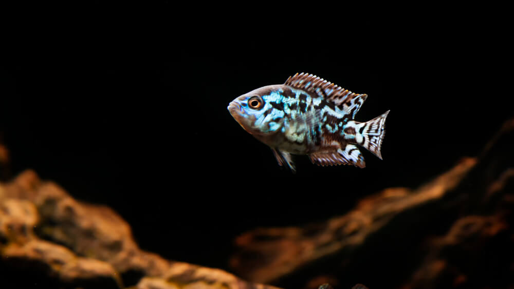 Electric Blue Jack Dempsey