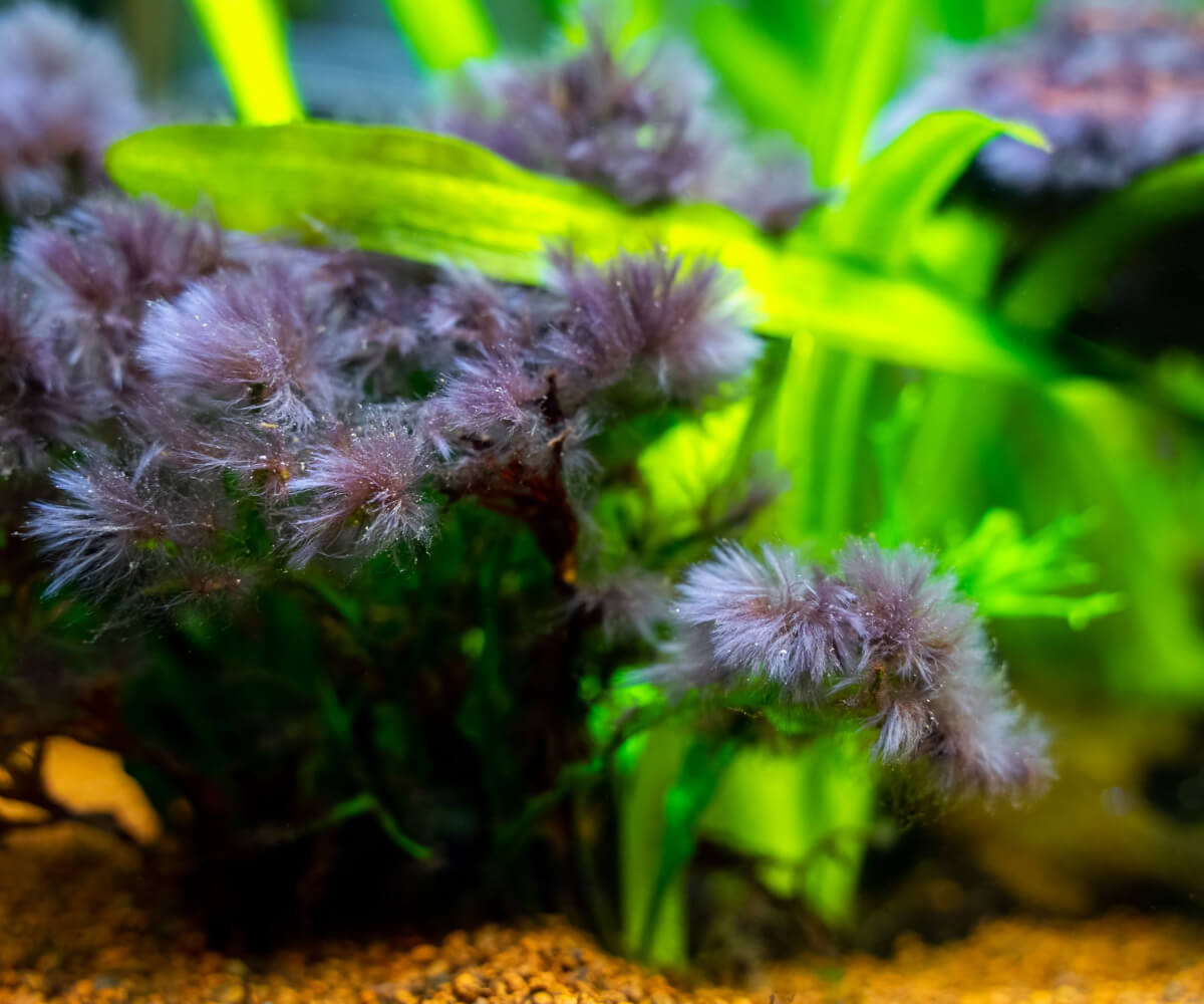 Black Beard Algae Growing on Plants
