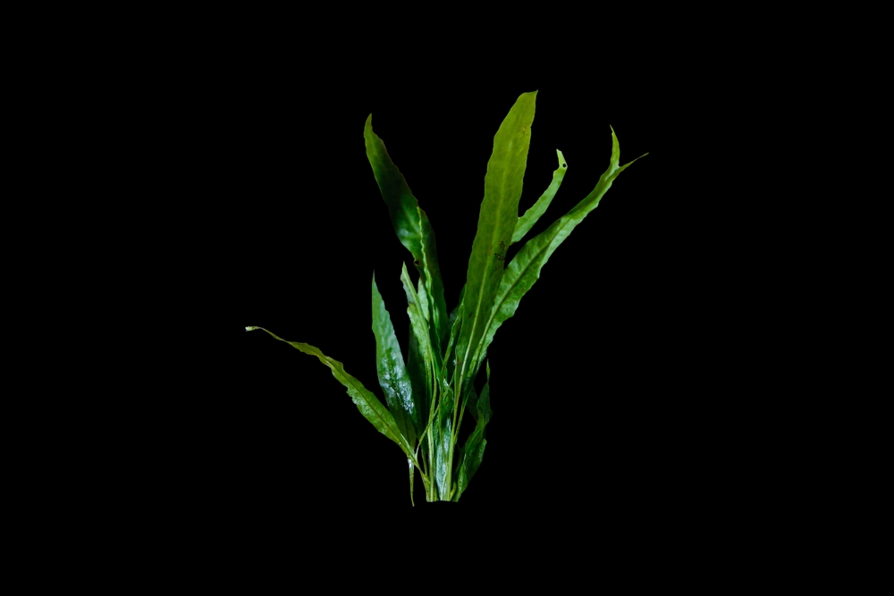 Java Fern sp Narrow Leaf