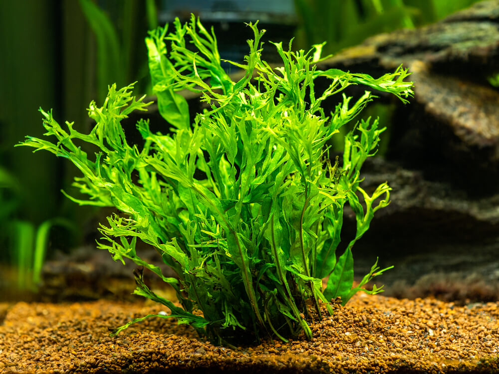 Microsorum Pteropus Windelov