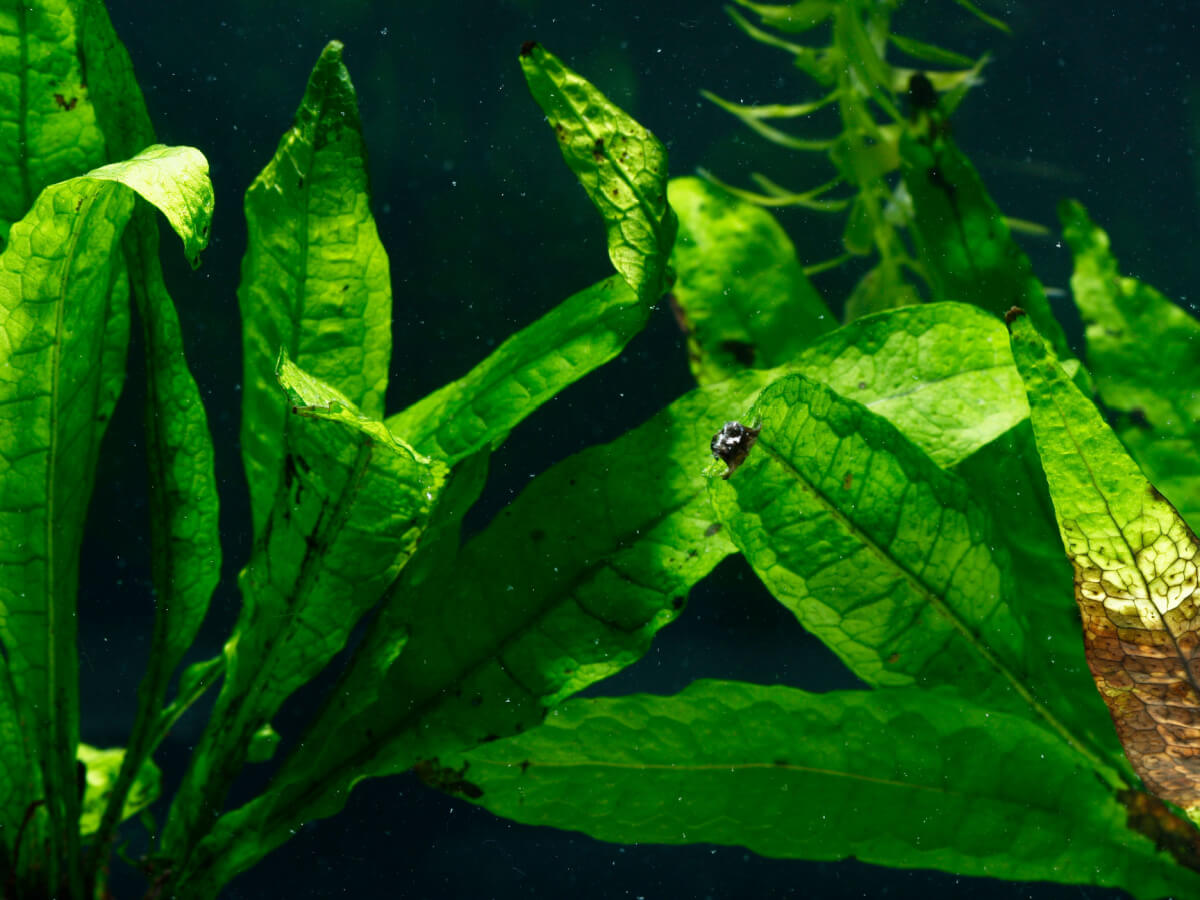 A Java Fern plant