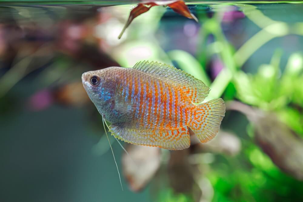 A Dwarf Gourami