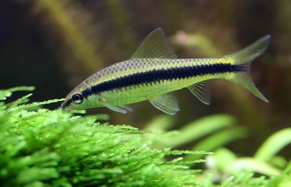 Siamese Algae Eater laying on algae