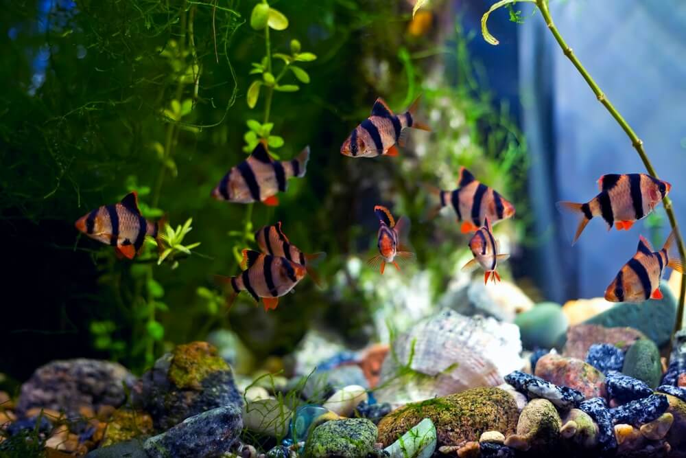 Tiger Barbs