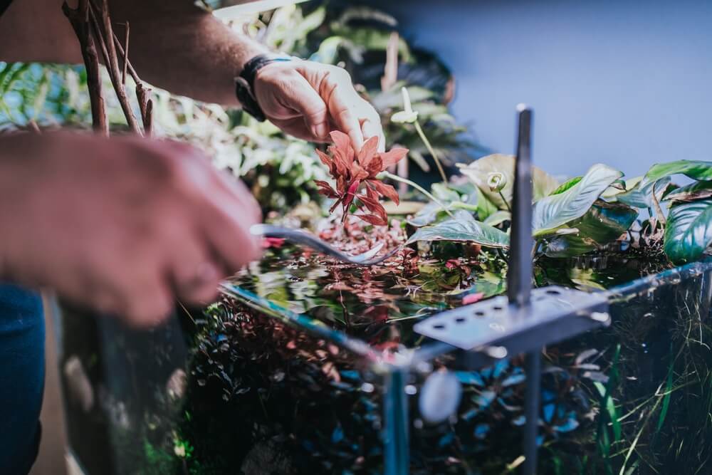 A Hobbyist trimming an aquatic plant