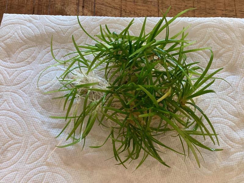 Dwarf Sag