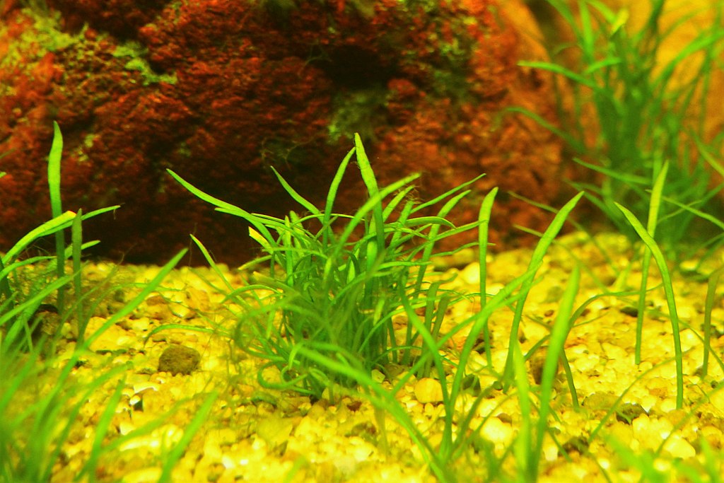 Micro Sword Plant