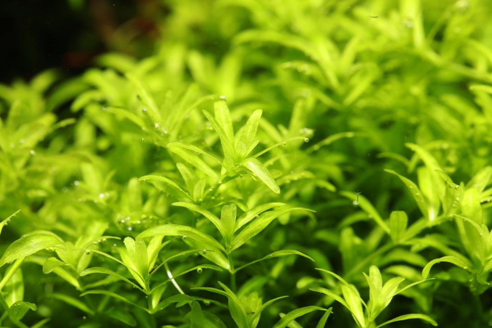 Pearl Weed