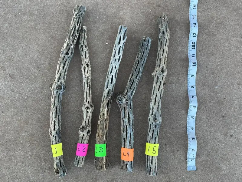 Cholla Wood