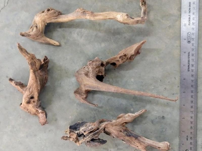 Pacific Driftwood