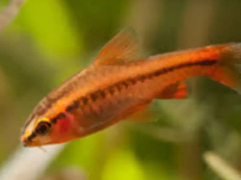 A Cherry Barb
