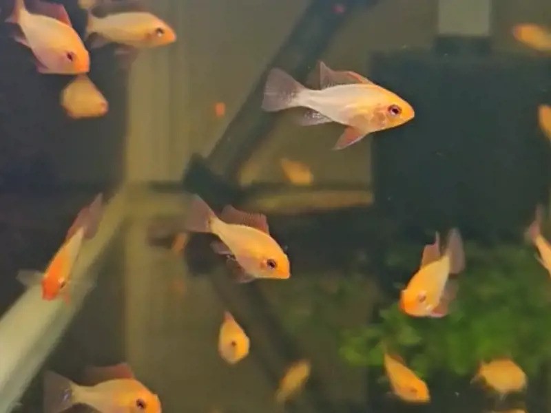German Gold Rams