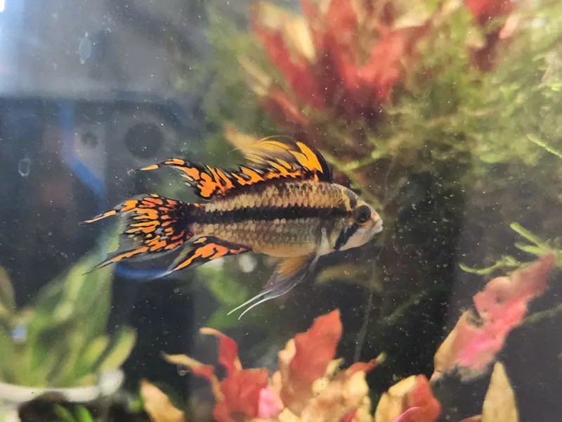 Apistogramma Cacatuoides