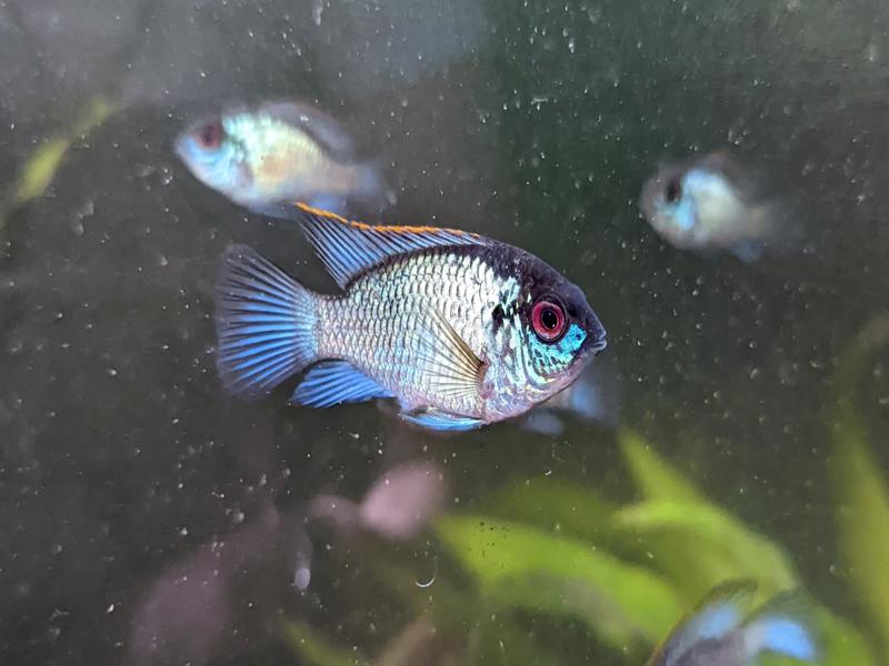 Electric Blue Acara