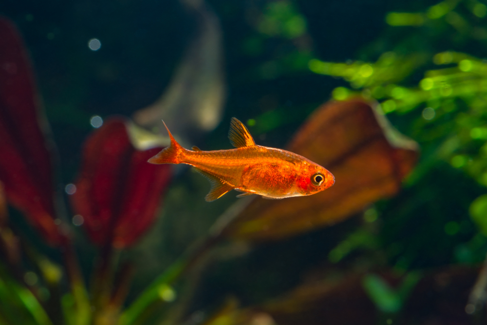 An Ember Tetra