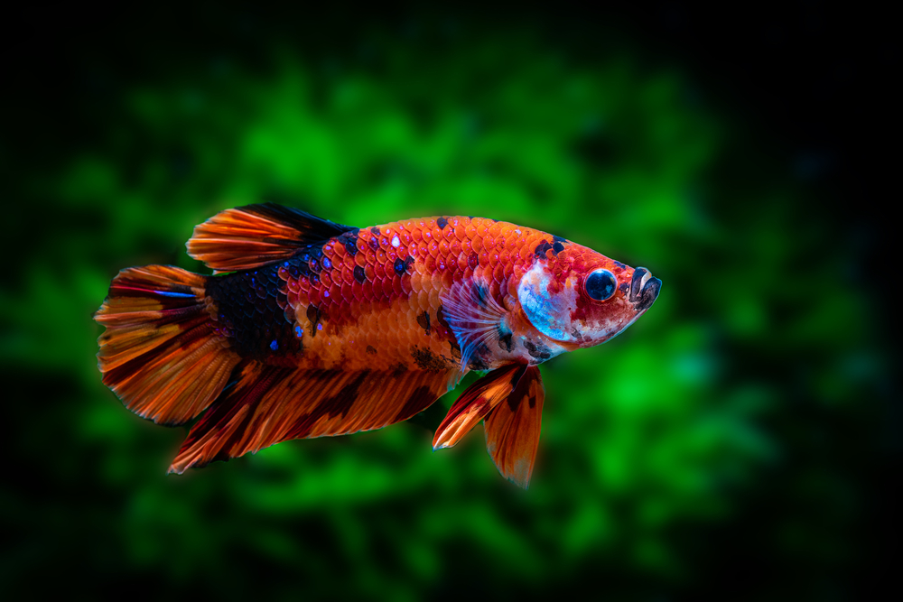 Galaxy Koi Betta