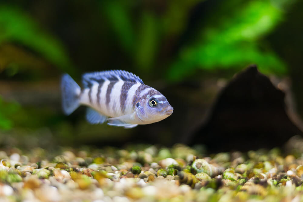 A Kenyi Cichlid