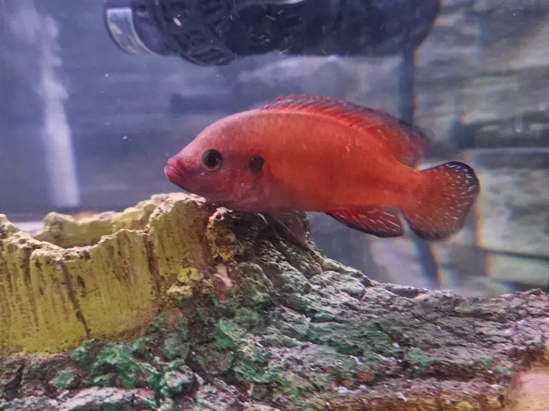 A Turkana Jewel Cichlid