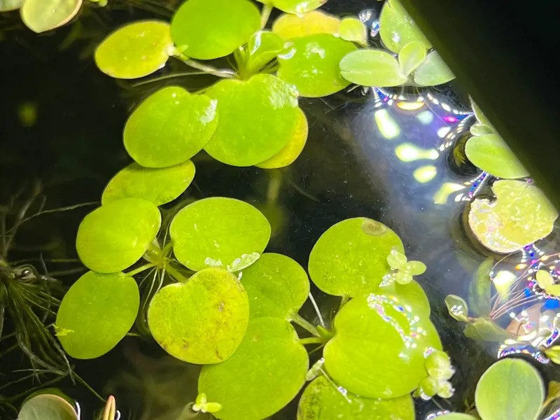 Frogbit