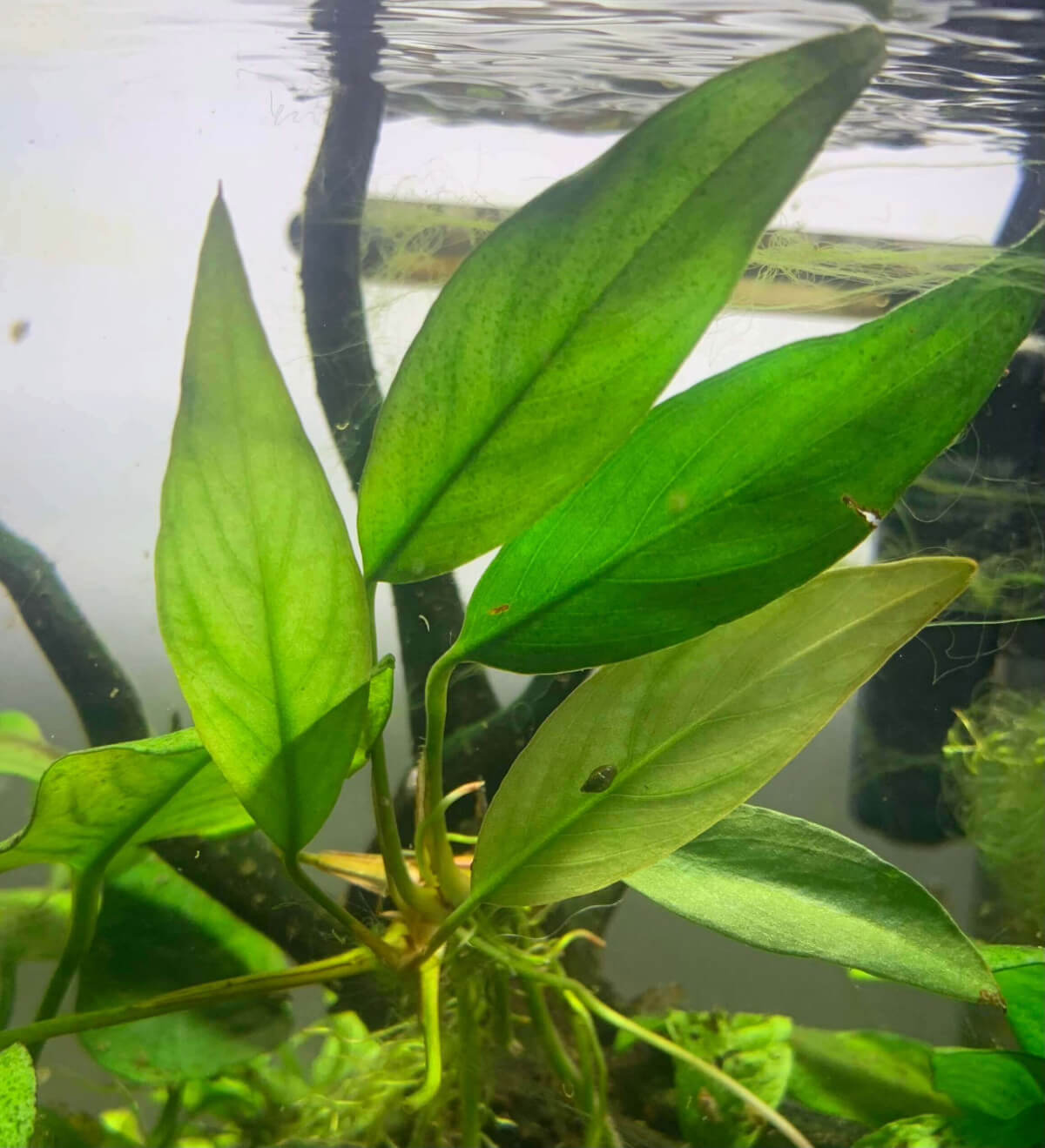 Anubias Frazeri