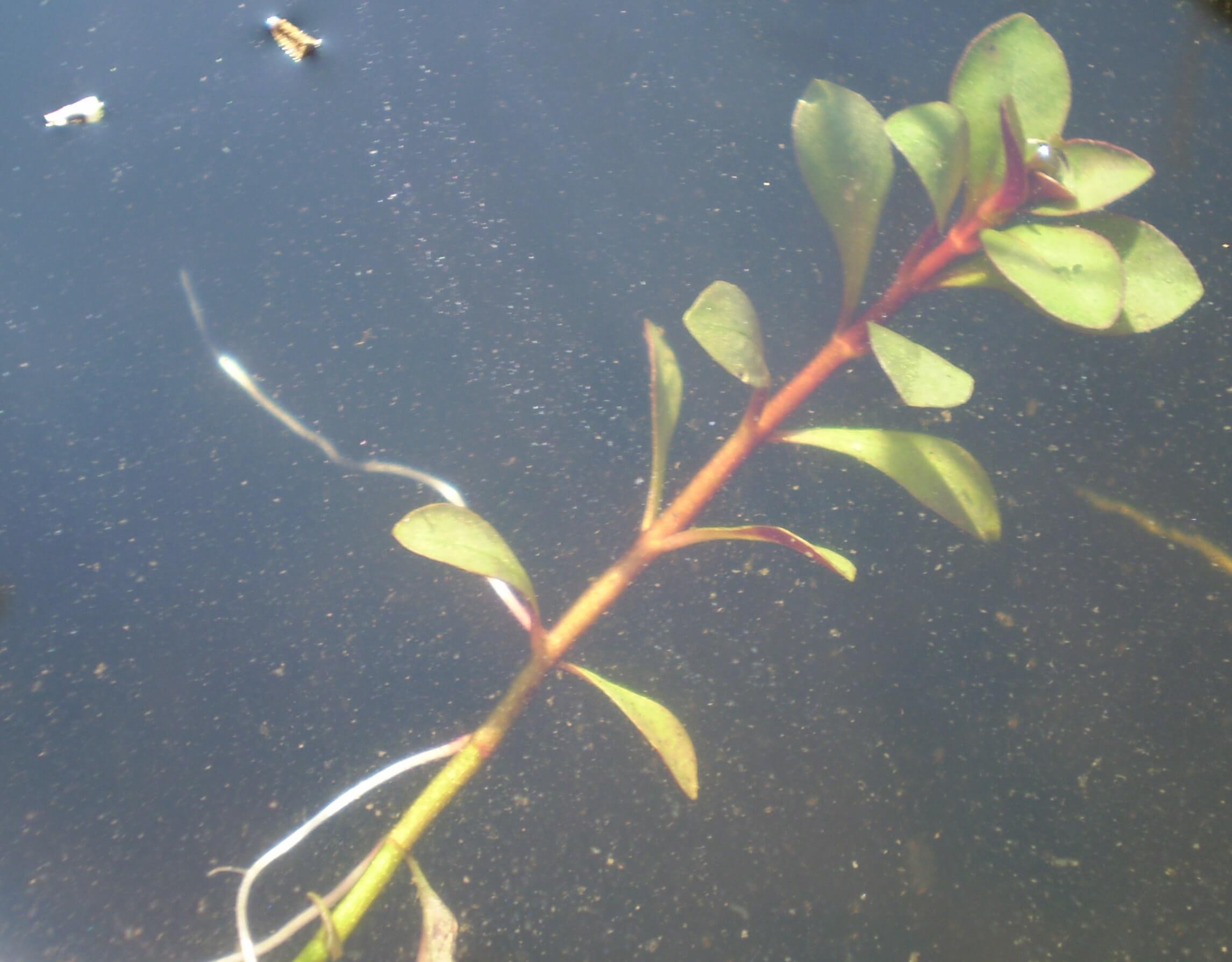 Ludwigia Repens