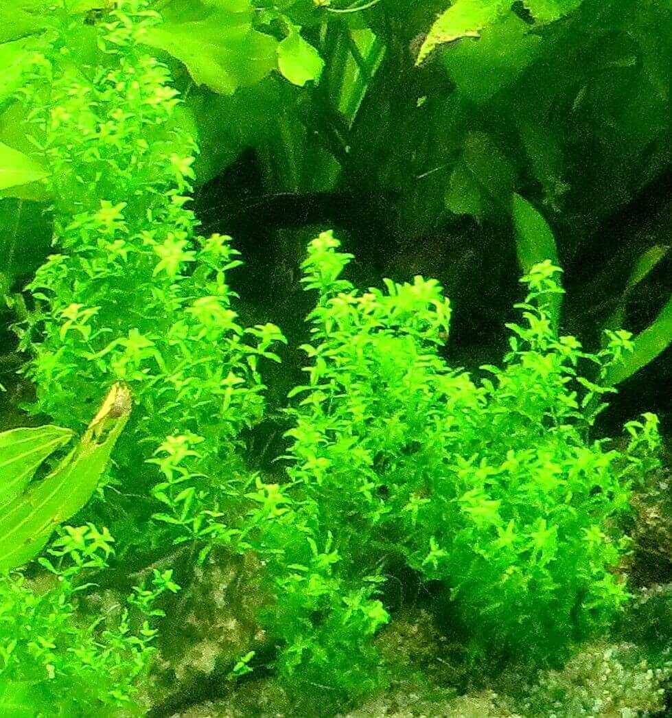 Pearlweed