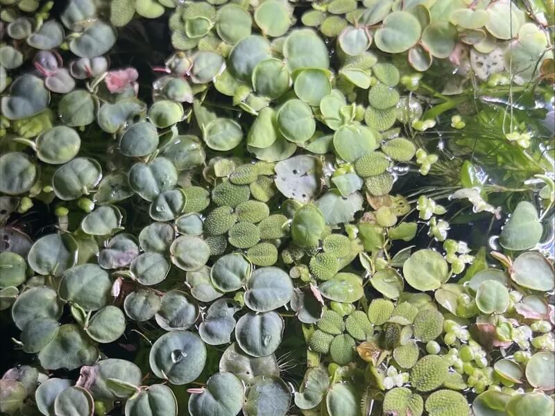 Red Root Floaters