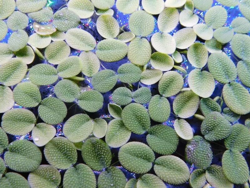 Salvinia Minima