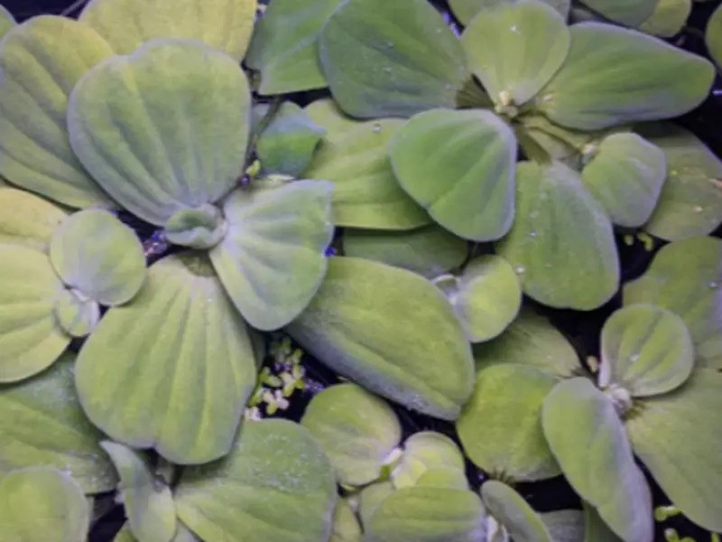 Water Lettuce