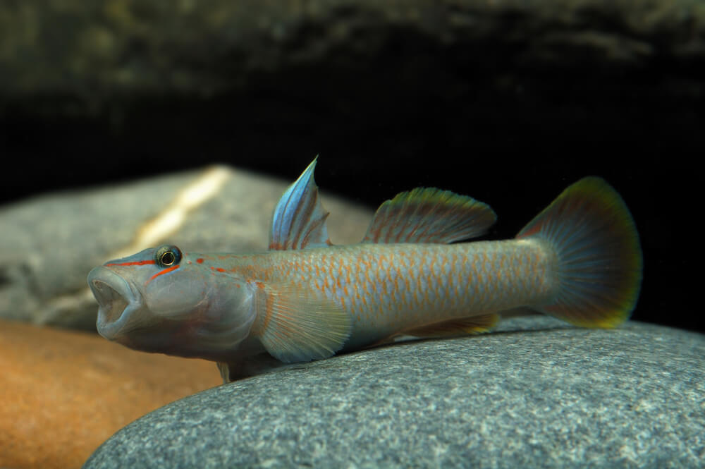 Candidius Goby