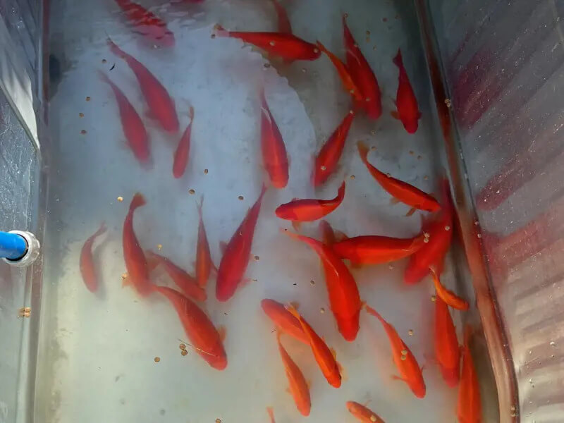 Comet Goldfish