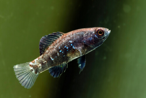Pygmy Sunfish