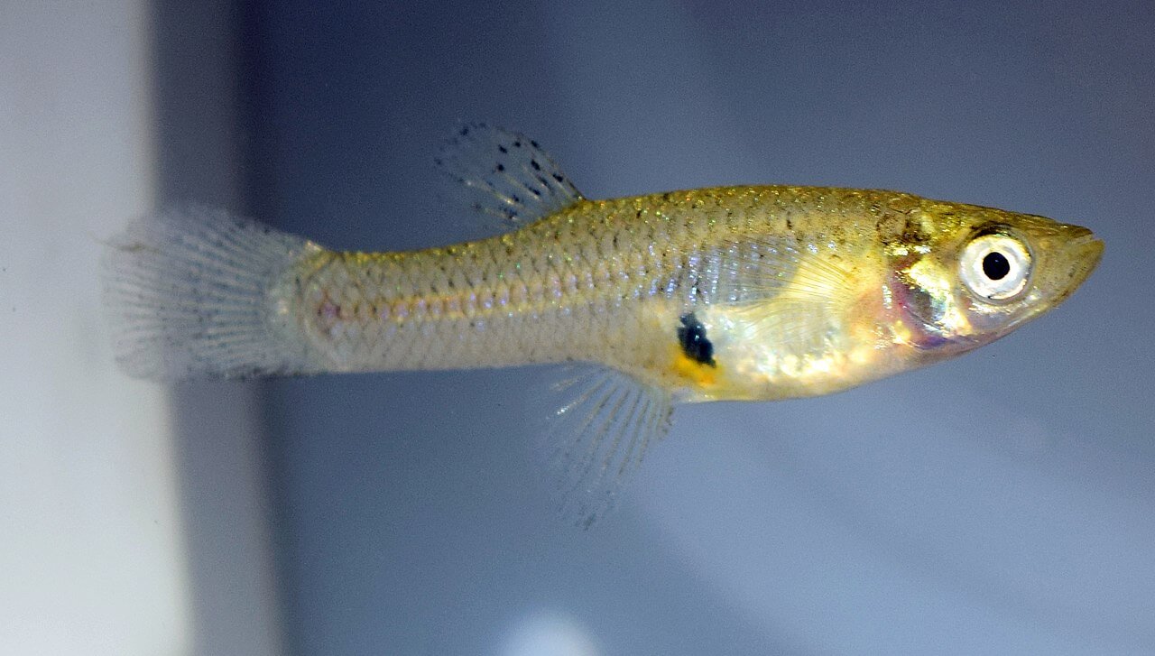 Mosquitofish
