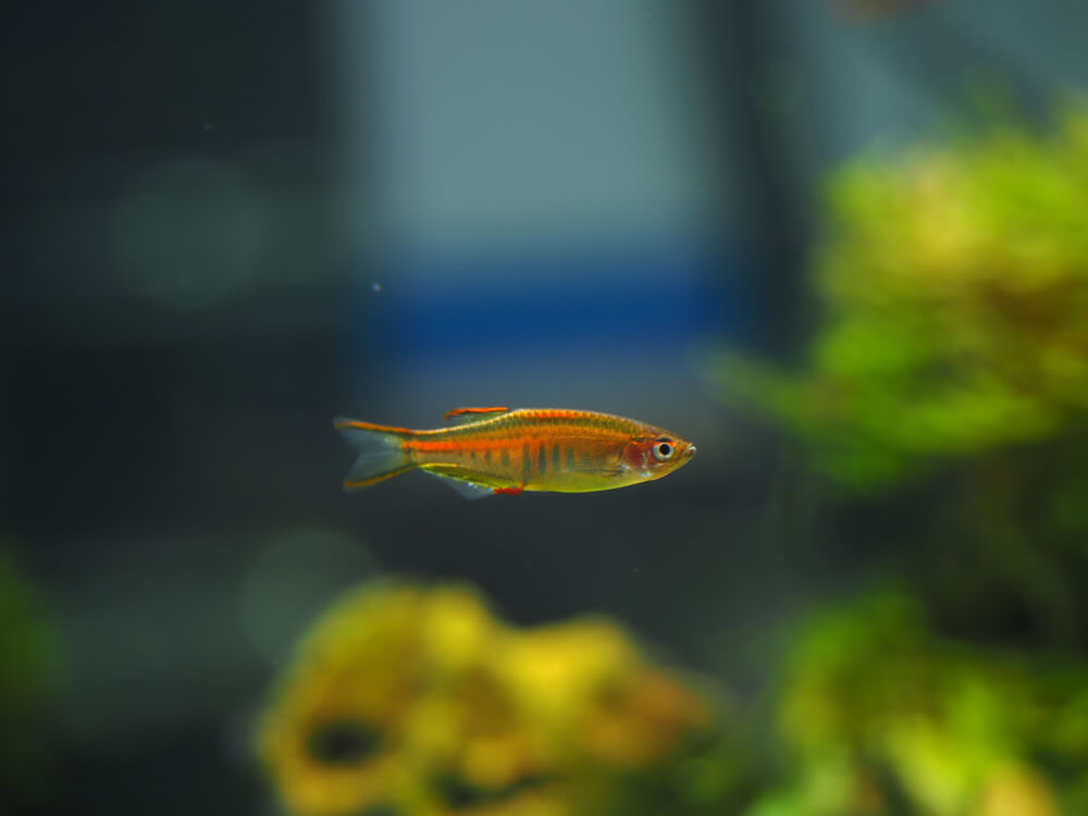 A Glowlight Danio
