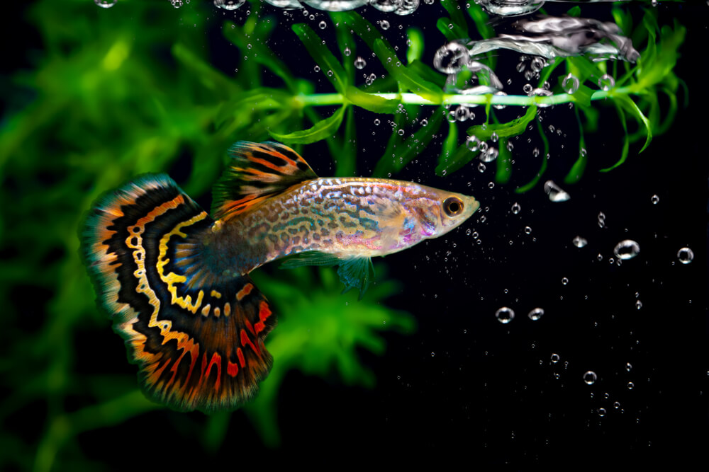 A Guppy fish