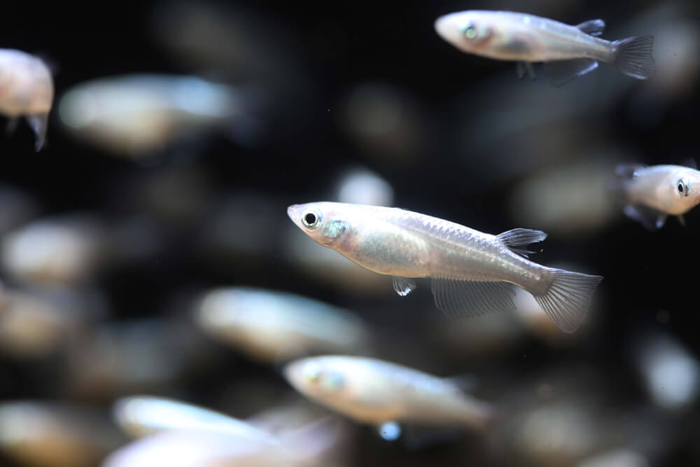 Japanese Ricefish