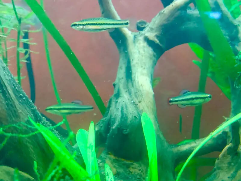 A Bluefin Killifish