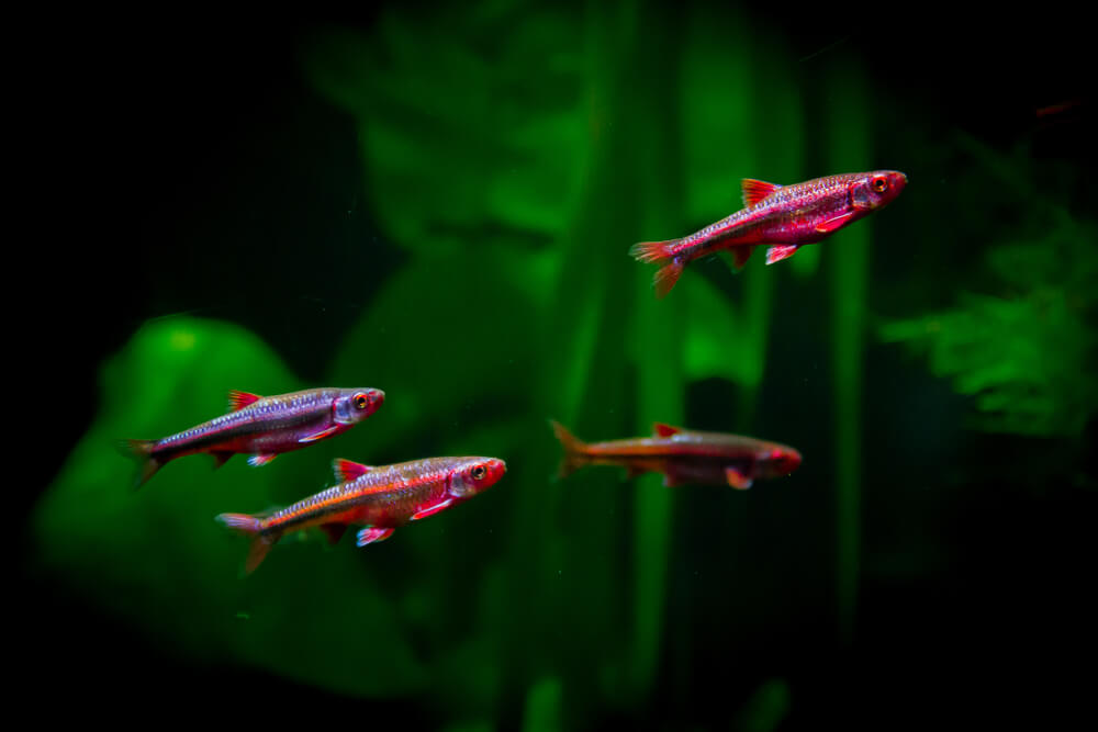 Rainbow Shiners