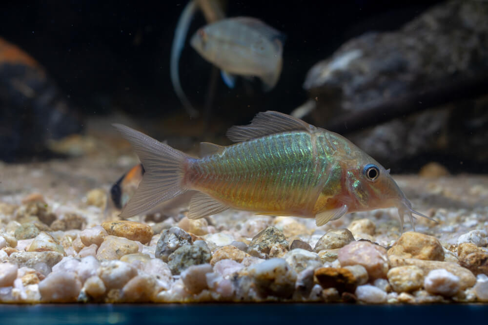 Emerald Cory