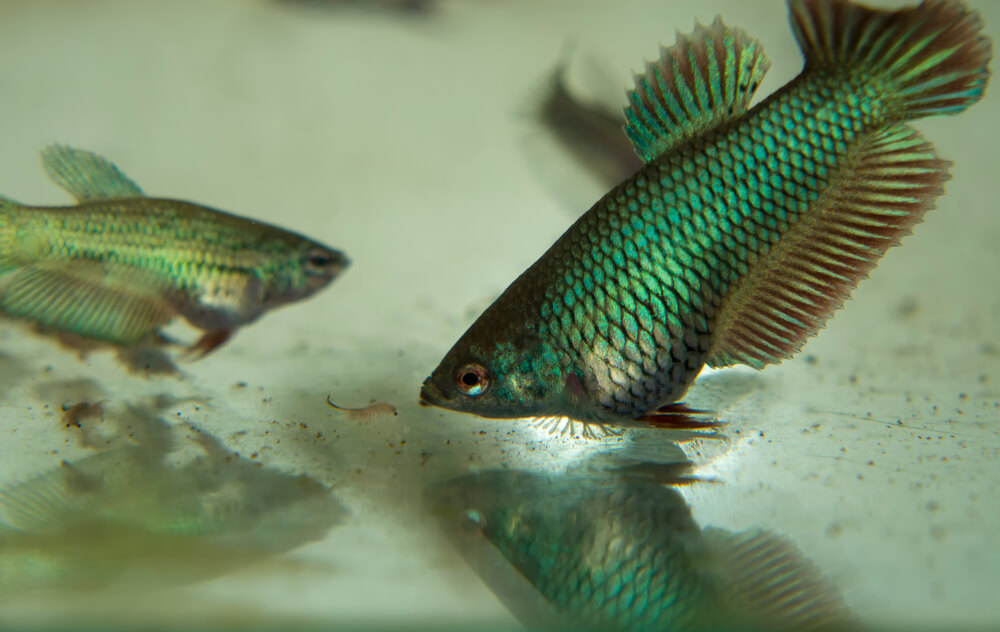 Green Betta Fish
