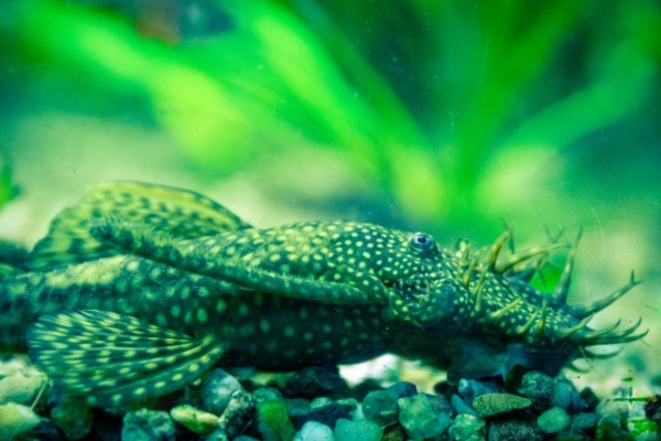 A Green Dragon Bristlenose Pleco