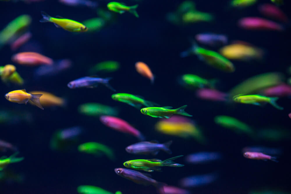 Green GloFish