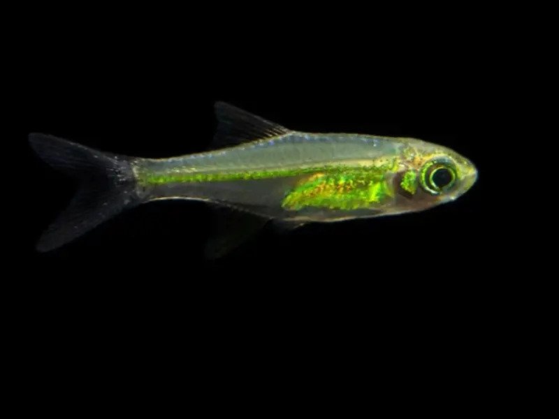Green Kubotai Rasbora